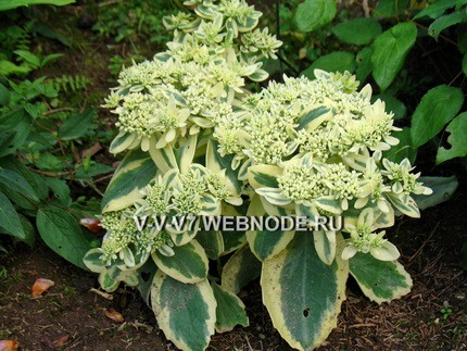 СЕДУМ ФРОСТЕД ФАЙЕР (Sedum Frosted fire)  